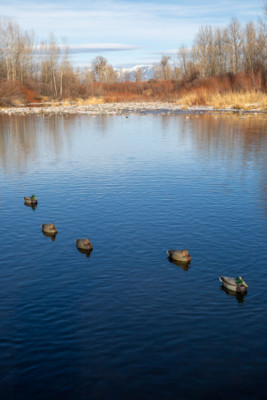 Image copyright Ian Roderer, used with permission