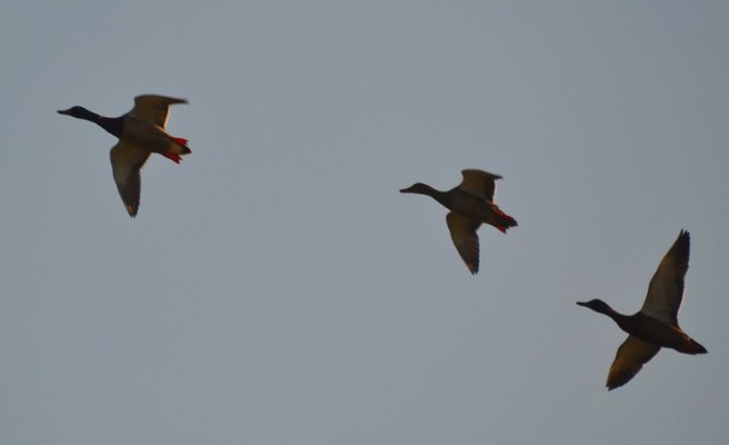 Photo by Tony Alter, courtesy Flickr Creative Commons