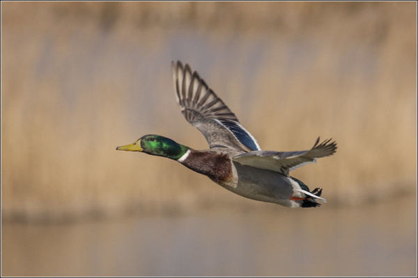 Photo by Tony Smith, courtesy Flickr Creative Commons