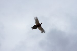 Pheasant in flight